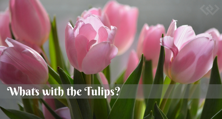 Tulips, Flowers, Garden, Whidbey Island
